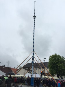 Der Maibaum aus Neufarn wurde heute aufgestellt